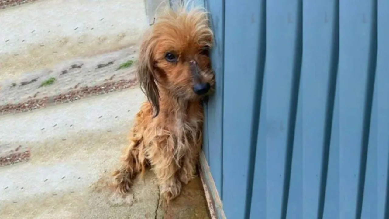 Cagnolina randagia conosce l'amore per la prima volta