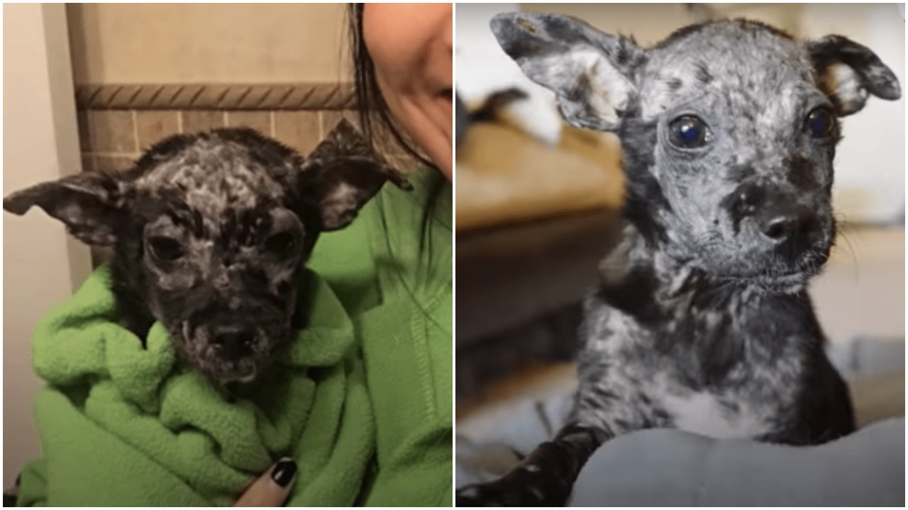 Cagnolina con una malattia della pelle