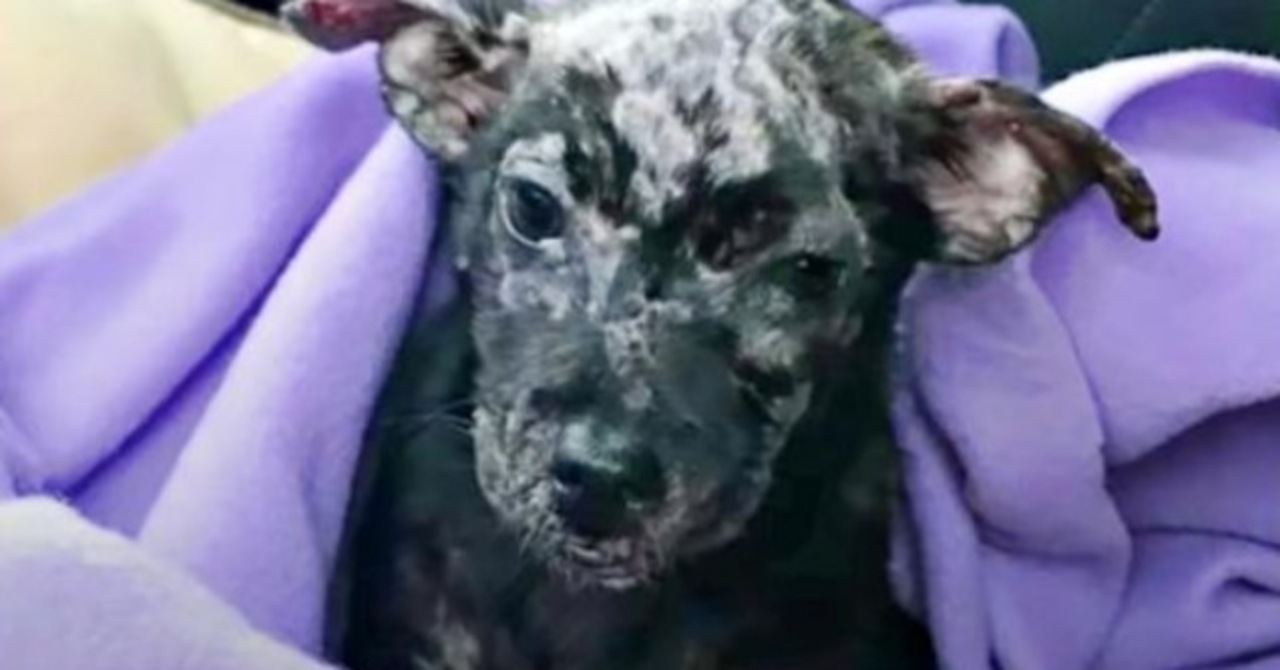 Cagnolina con una malattia della pelle