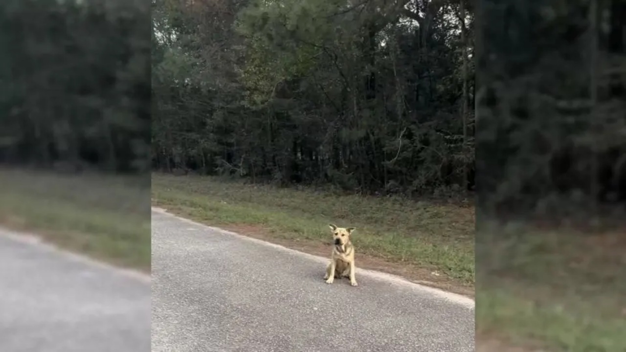 Cane cerca aiuto in un rifugio