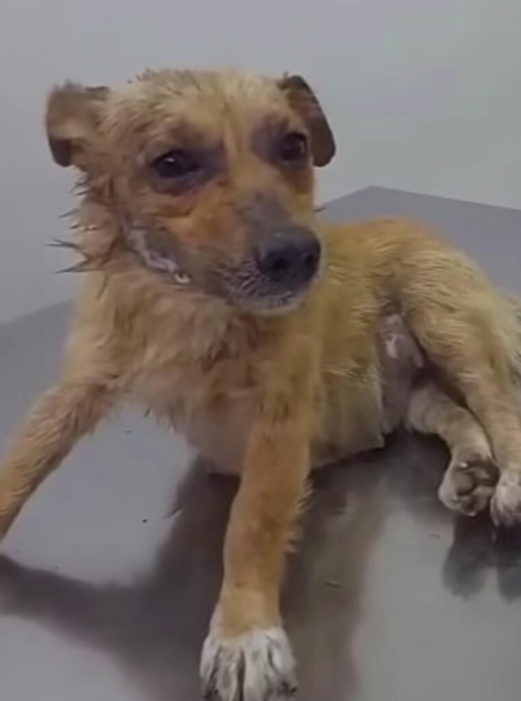 Cane avvelenato sopravvive e diventa mamma