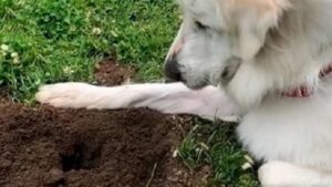 Lo sguardo incantato del cane dei Pirenei: cosa ha catturato la sua curiosità nella fossa?