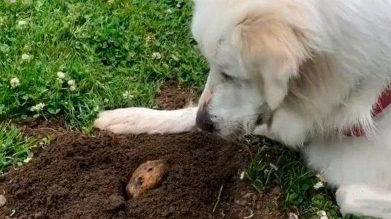 Cane dei Pirenei fissa una buca nel terreno