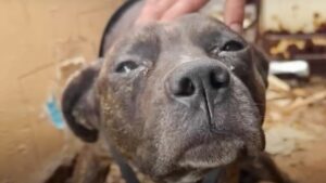 Donna soccorre cane randagio paralizzato con la speranza di farlo camminare di nuovo (VIDEO)