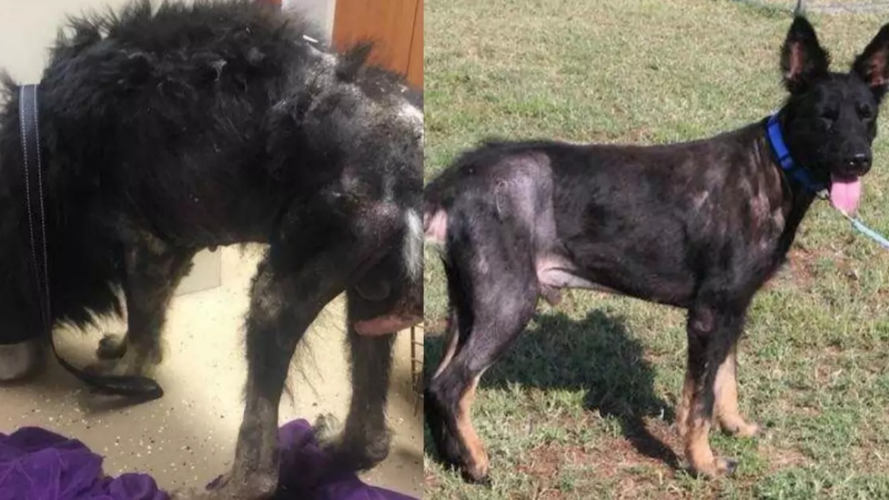 Cane randagio confuso con un lupo mannaro