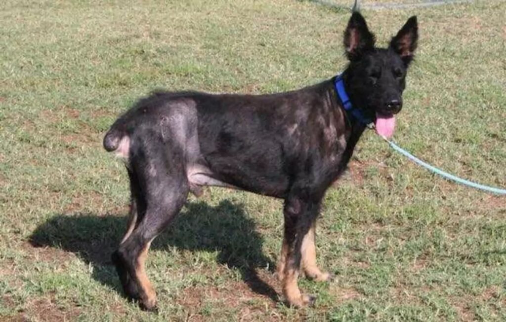 Cane randagio confuso con un lupo mannaro