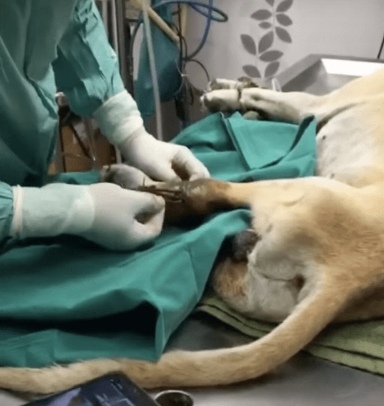 Cane randagio con la zampetta intrappolata