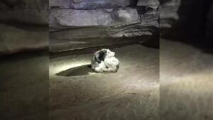 Cane perduto per due mesi, salvato da speleologi in una grotta