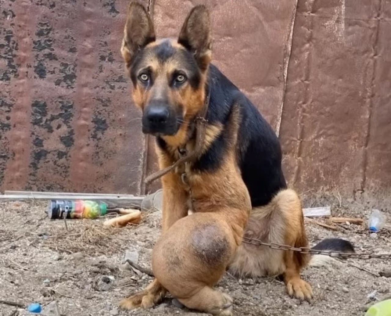 Cane contrae un tumore