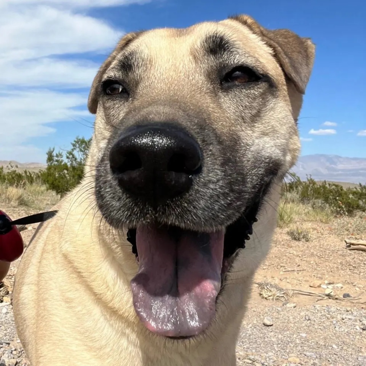 Cane assapora la libertà