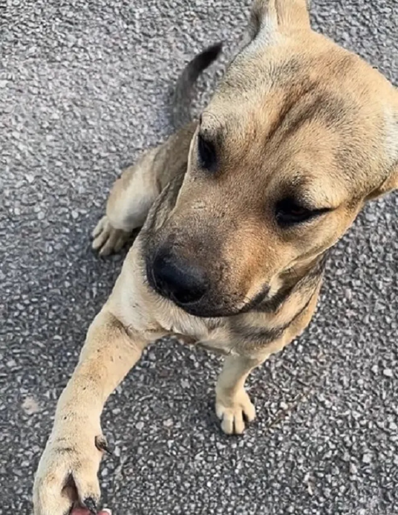 Cane cerca aiuto in un rifugio