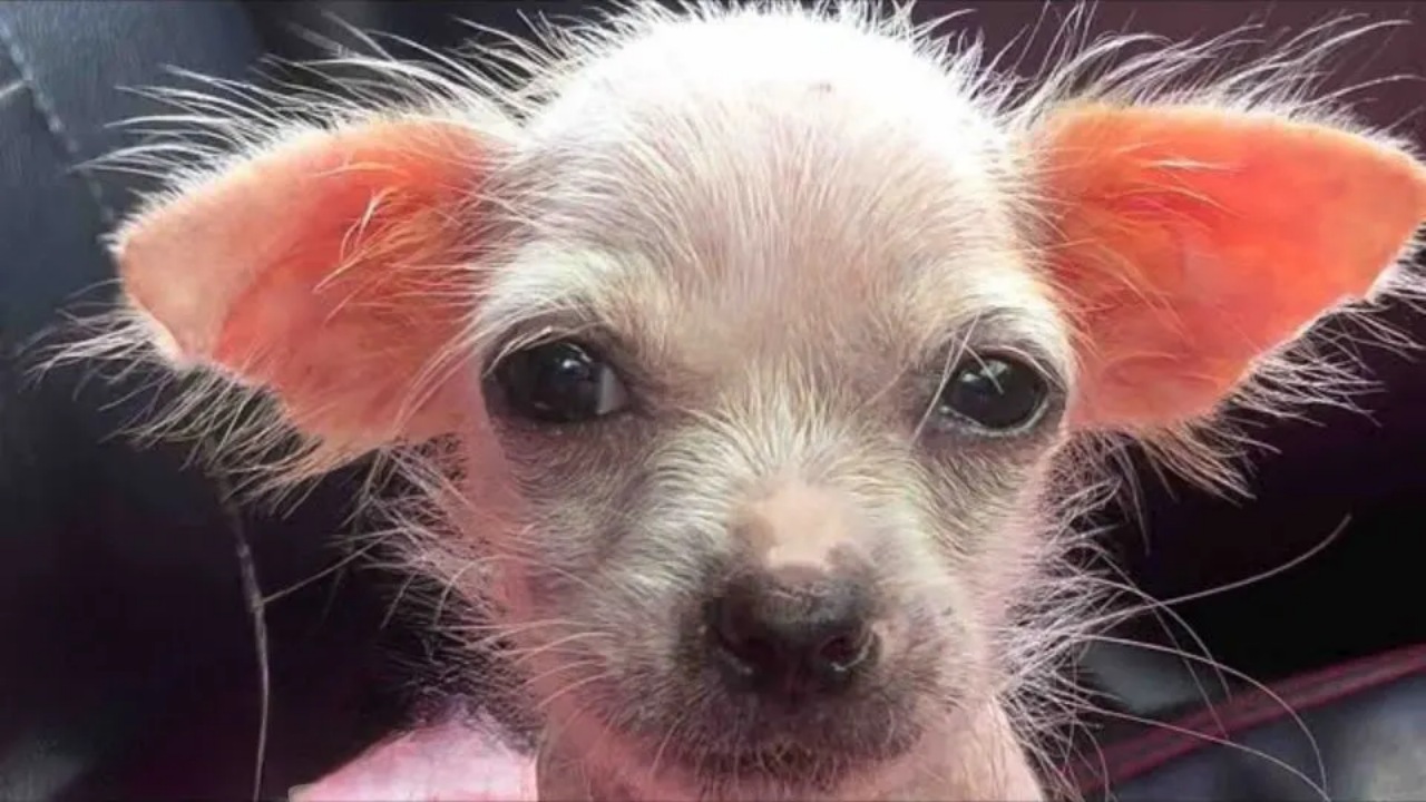 Cucciolo diventa un bellissimo cagnolino