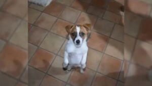 Commosso dallo sguardo triste di un cucciolo abbandonato, un uomo decide di offrirgli una nuova vita