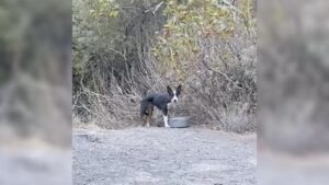 Donna soccorre un cucciolo abbandonato nella foresta (VIDEO)