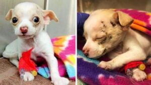 Un cucciolo di Chihuahua giunto dal cielo in modo sorprendente