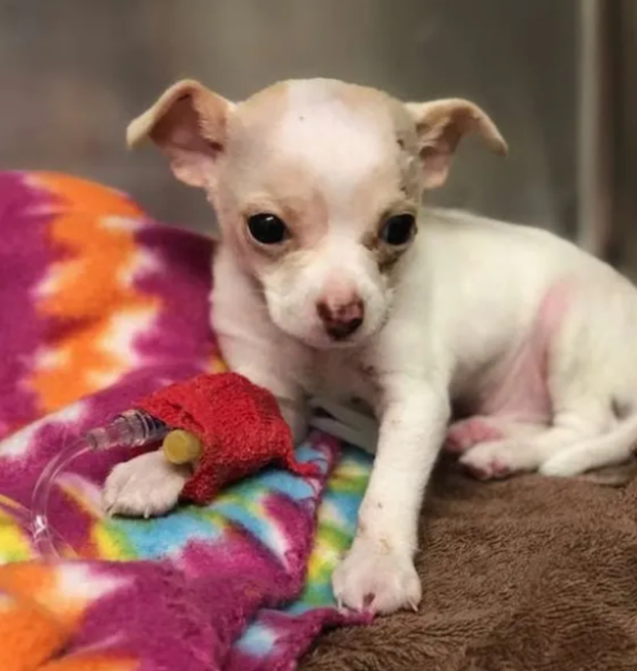 Cucciolo di Chihuahua caduto dal cielo