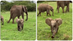 Cucciolo di elefante protegge la mamma da un fotografo curioso (VIDEO)