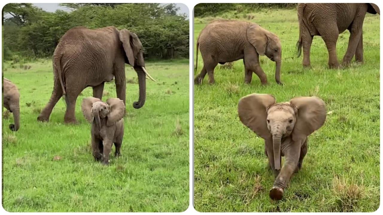 Cucciolo di elefante protegge la madre