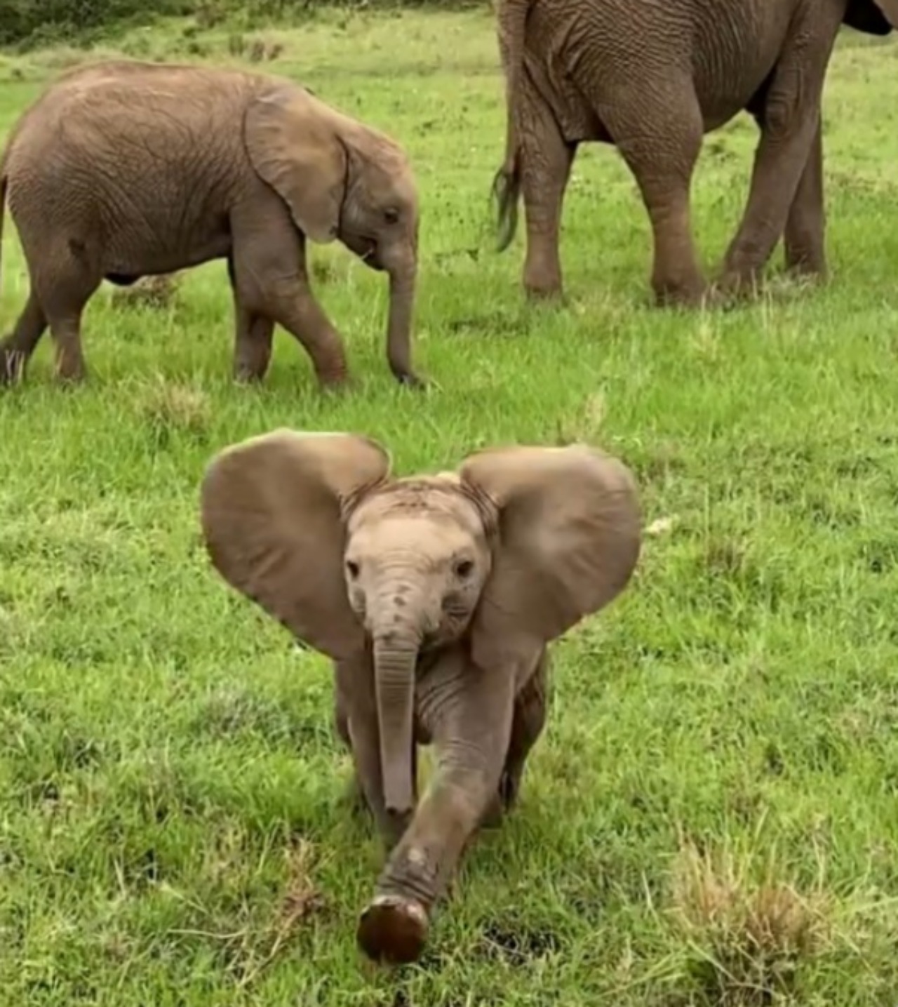 Cucciolo di elefante protegge la madre