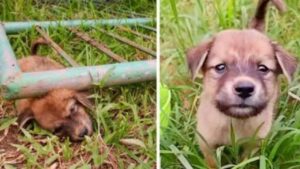 Cucciolo di poche settimane salvato da sotto un cancello di ferro