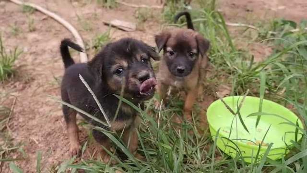 Cucciolo intrappolato sotto un cancello di ferro