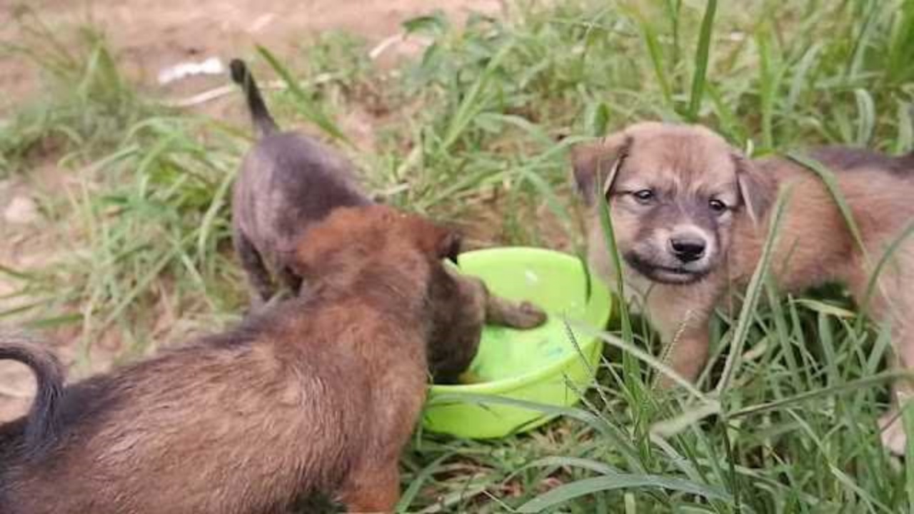 Cucciolo intrappolato sotto un cancello di ferro