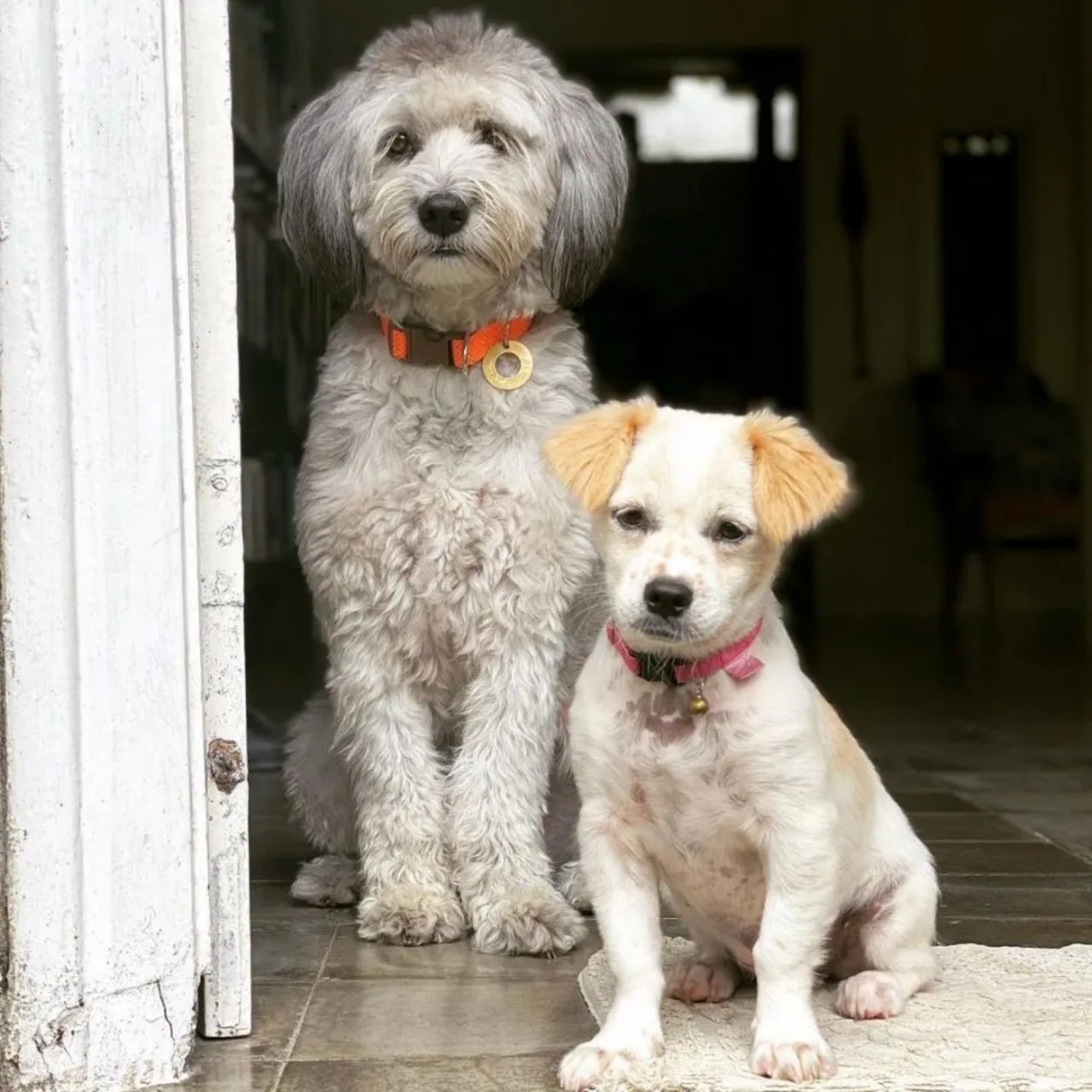 Cucciolo diventa un bellissimo cagnolino