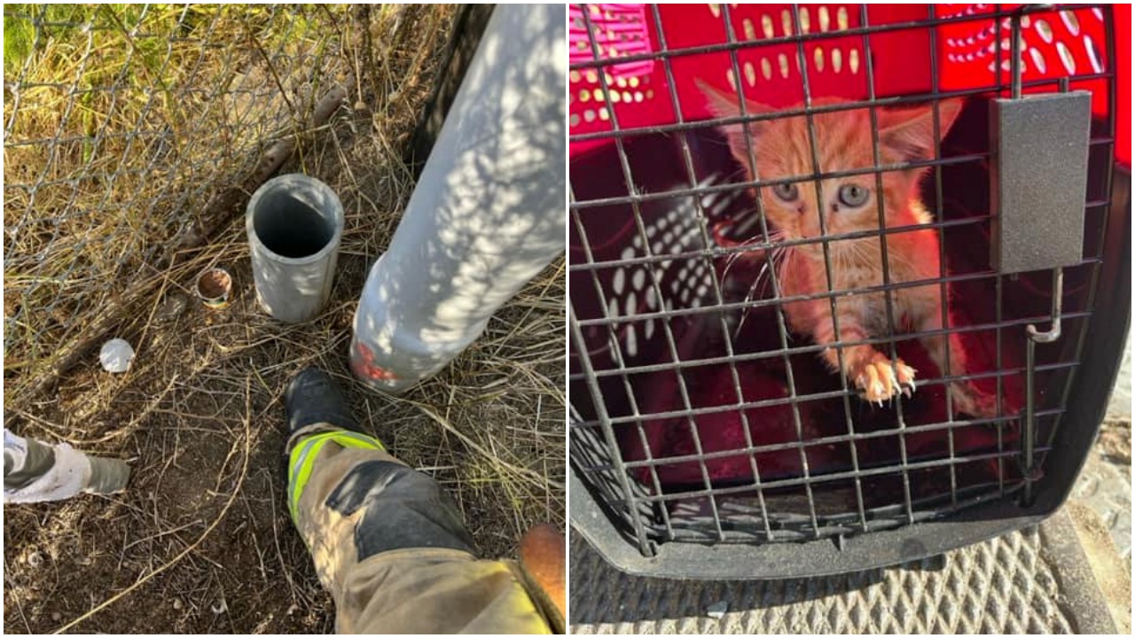 Gattino intrappolato in un tubo elettrico