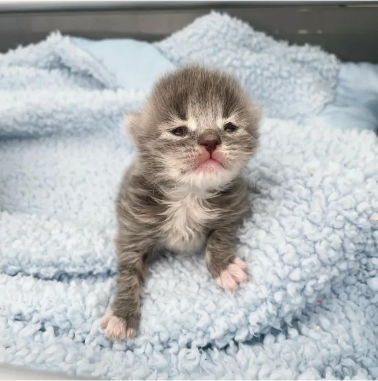 Gattino piccolo salvato da una donna