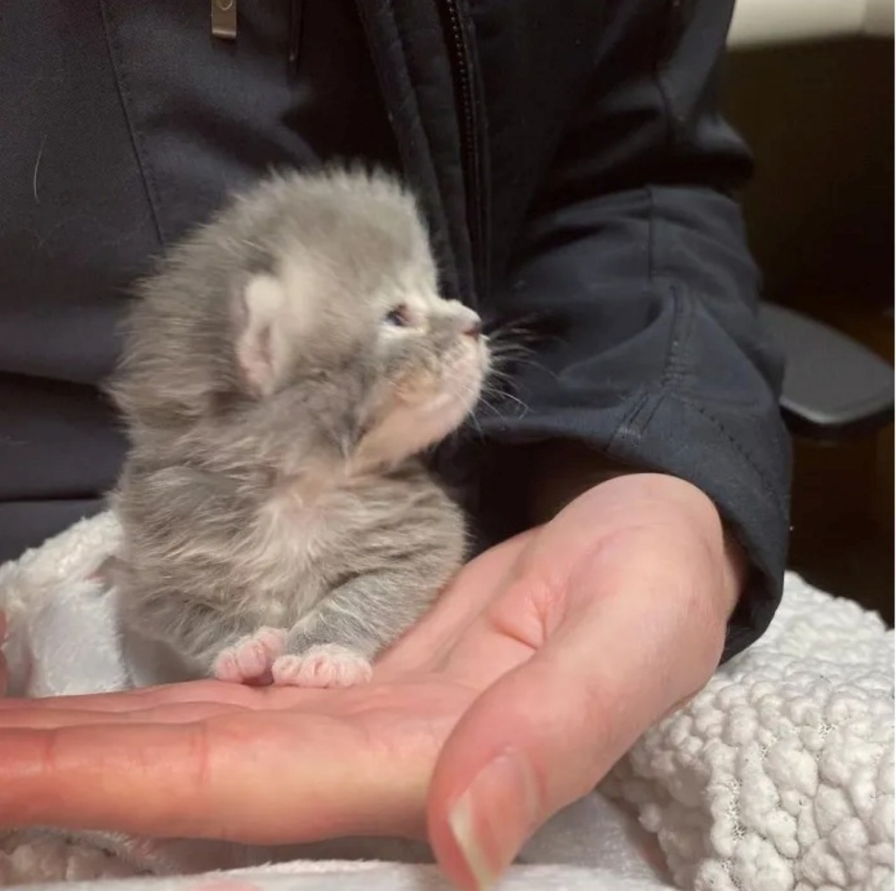 Gattino piccolo salvato da una donna