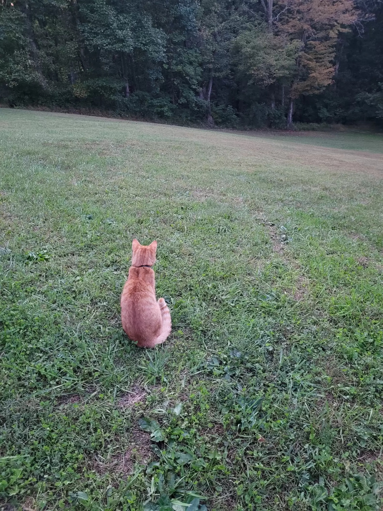 Gatto disperso torna a casa