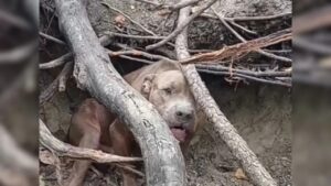 Pitbull spaventato trova rifugio nel bosco e un ragazzo si impegna a salvargli la vita