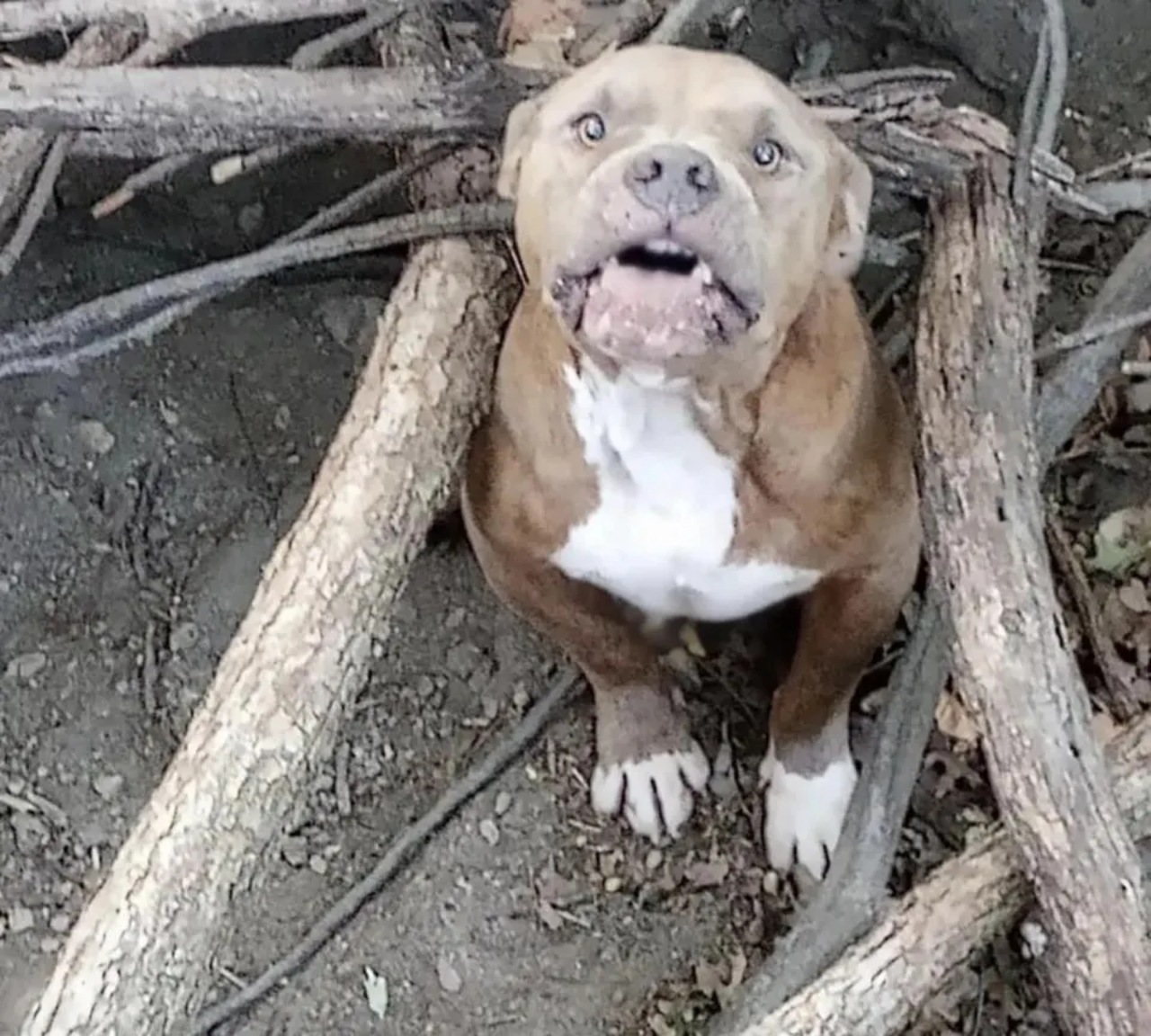 Pitbull spaventato si nasconde nel bosco