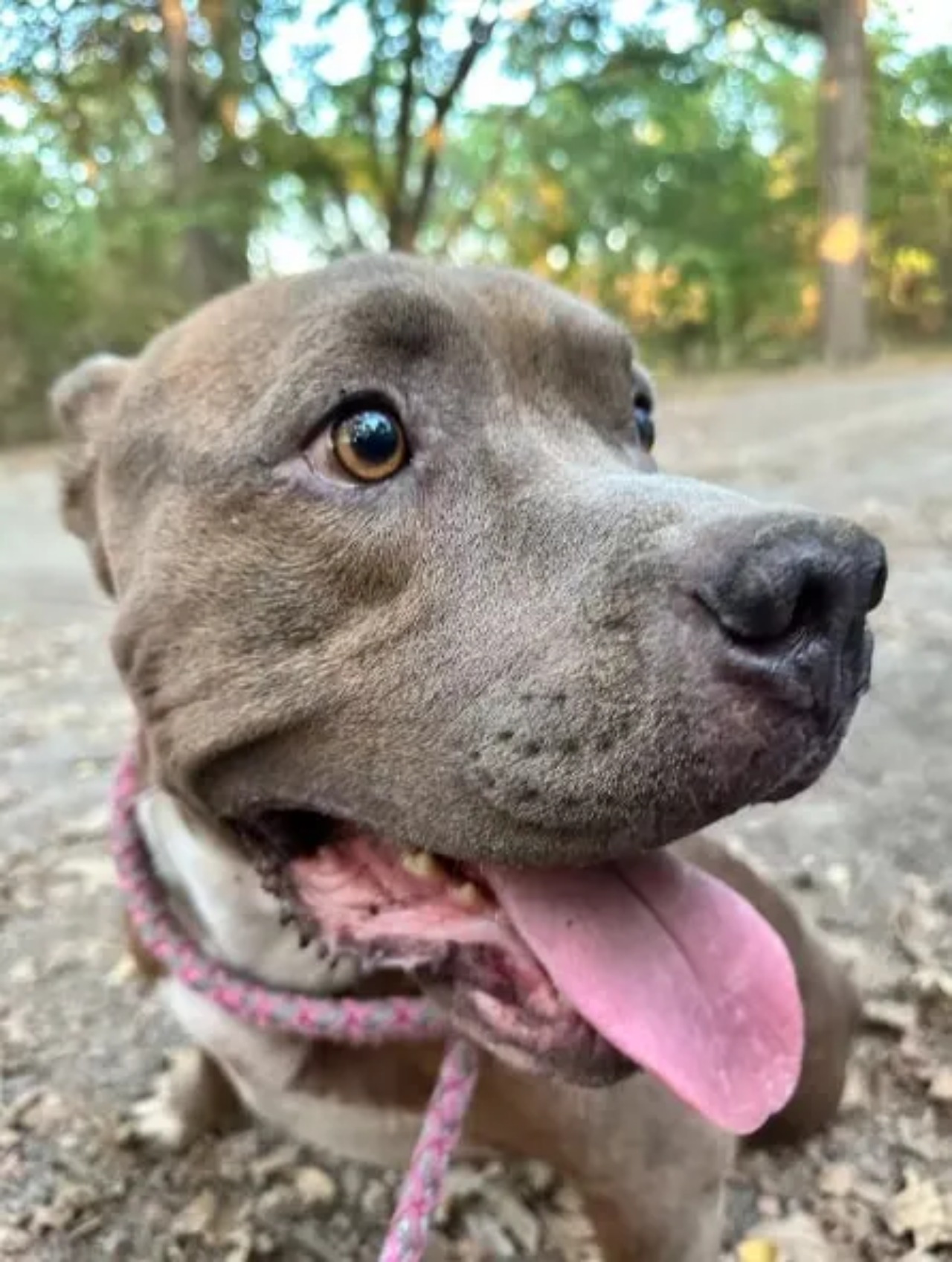 Pitbull spaventato si nasconde nel bosco