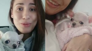 Chihuahua con gravi malformazioni salvato dall’amore di una ragazza che ha deciso di adottarlo (VIDEO)