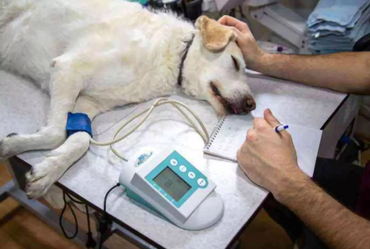 Uomo lascia la fidanzata perchè non si prende cura del suo cane