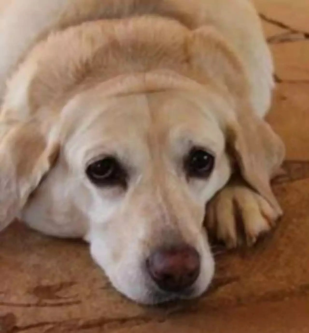 Uomo lascia la fidanzata perchè non si prende cura del suo cane