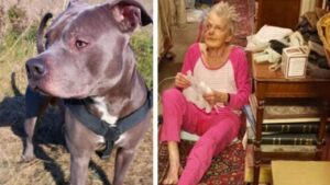 Un Pitbull protegge la vicina che temeva di lui, salvandole la vita