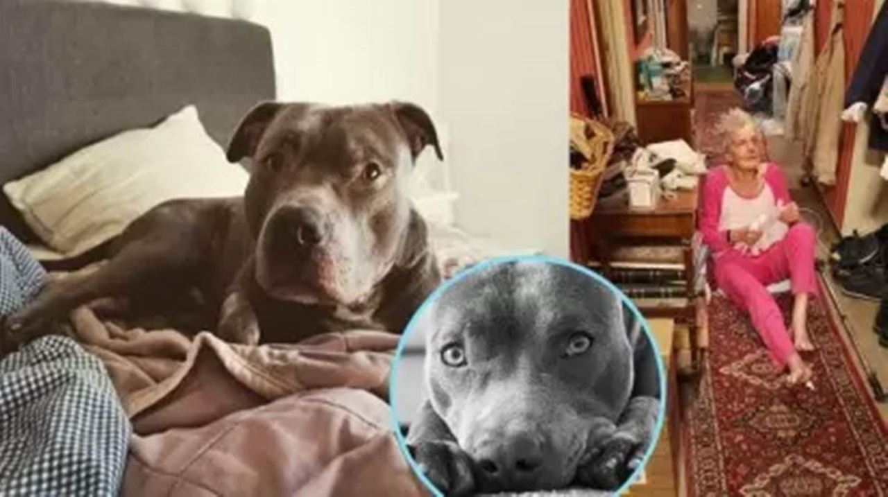 Vicina salvata da un Pitbull