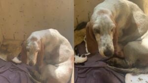 Basset Hound maltrattato dà alla luce i suoi cuccioli e ora ha bisogno di qualcuno che li salvi