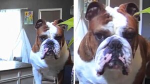 Bulldog chiama i suoi genitori dalla telecamera di casa, non resiste più alla mancanza