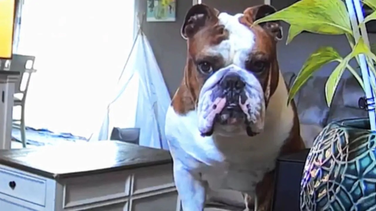 bulldog chiama telecamera