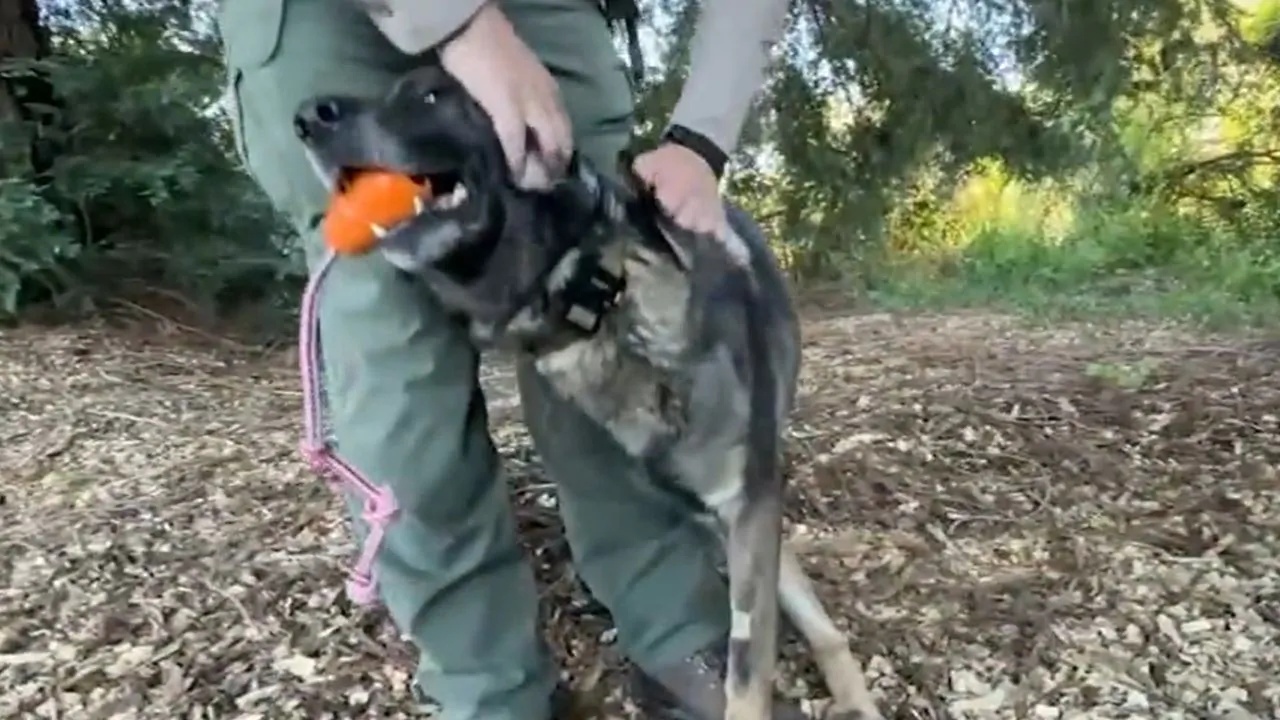 cane ritrova escursionista