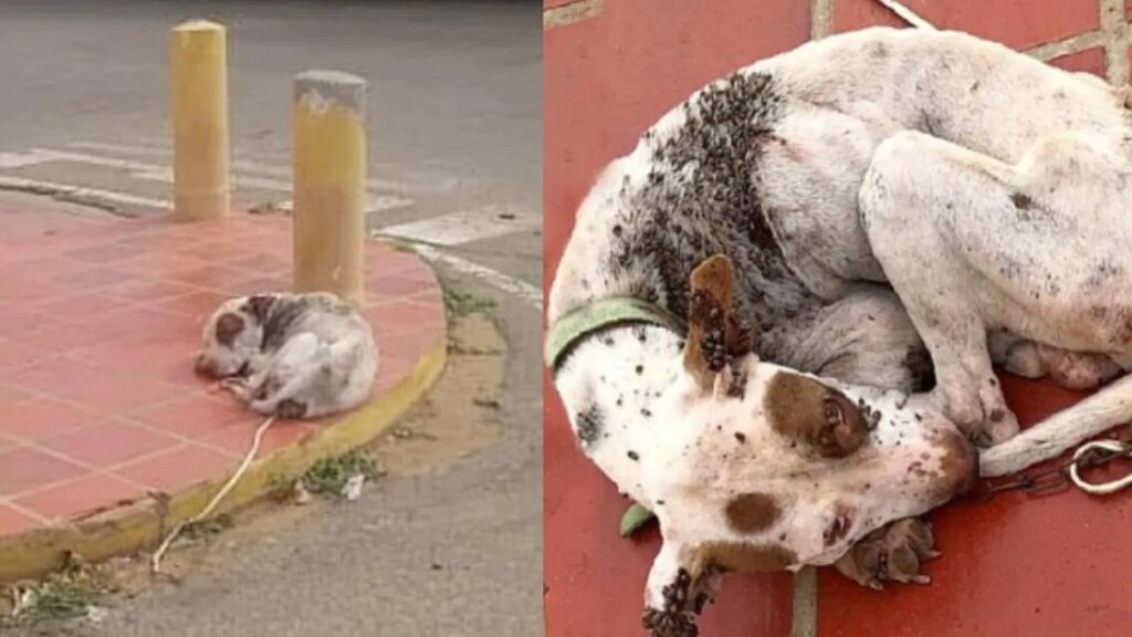 Cane trovato sul ciglio della strada pieno di zecche e pulci viene salvato da alcuni passanti