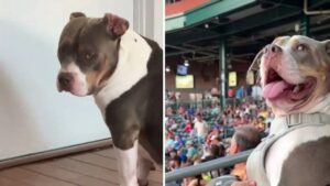 Pitbull guarda una partita di baseball insieme al padrone e non riesce a trattenere la sua gioia