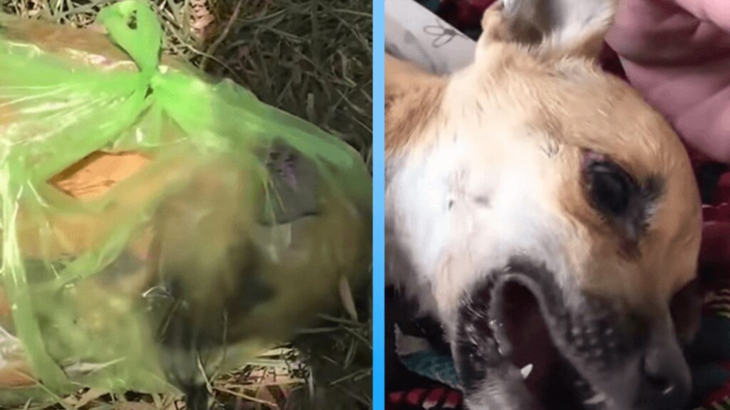 Cagnolina chiusa in una busta di plastica: salvata in extremis dai soccorritori