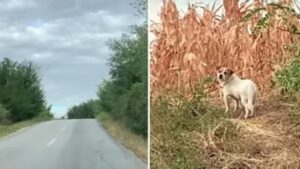 Cagnolina si rifugia tra le braccia di un volontario appena prima del temporale (VIDEO)