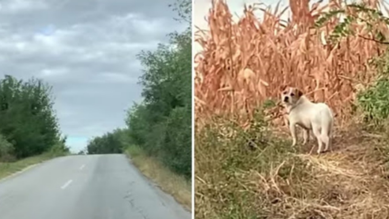 Cagnolina si rifugia dalla tempesta