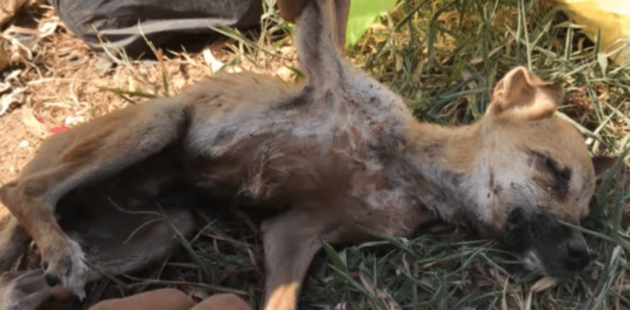 Cagnolina gettata nella spazzatura