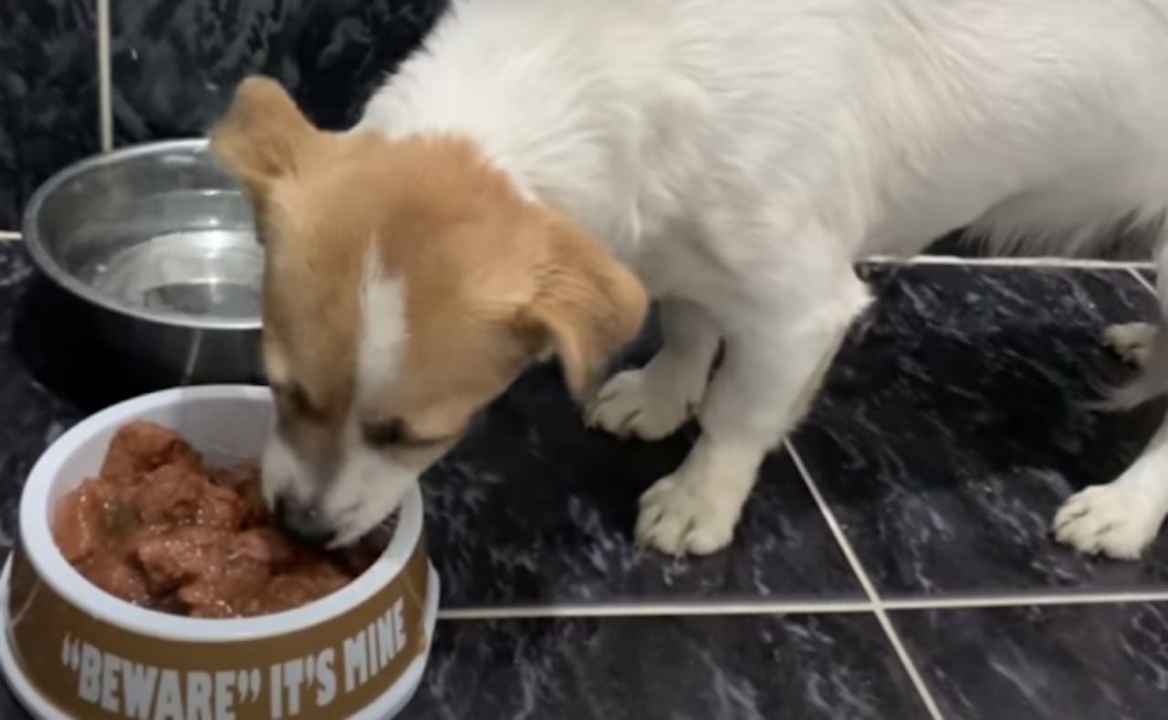 Cagnolina si rifugia dalla tempesta